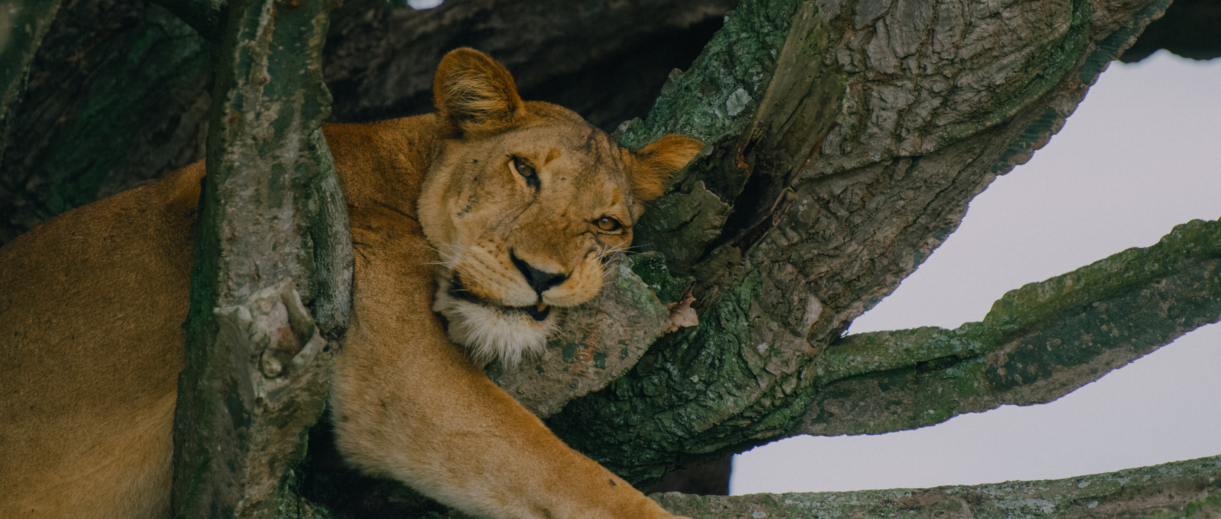 tree climbing lion in Ishasha - Queen Elizabeth national park in Ugnada